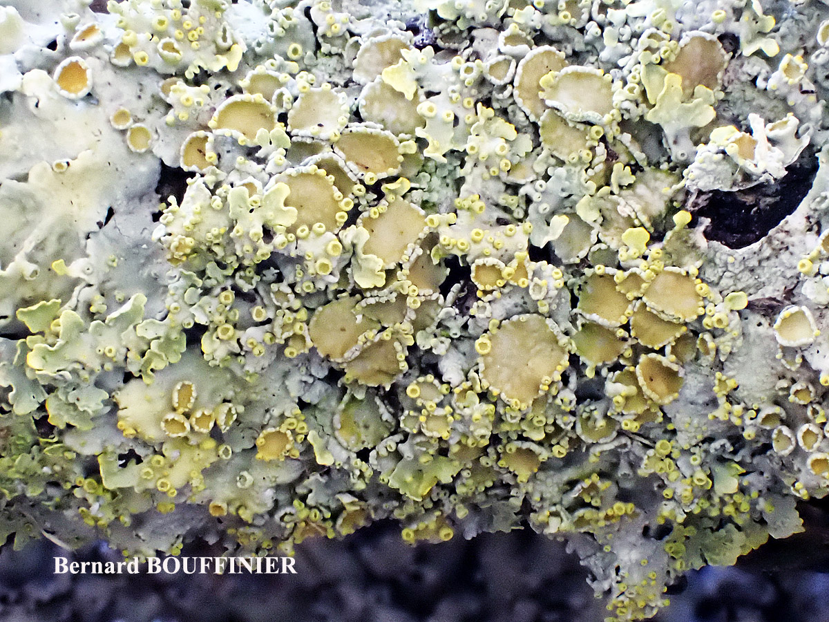 Xanthoria parietina forme ramicole des milieux marins de la zone mésique.